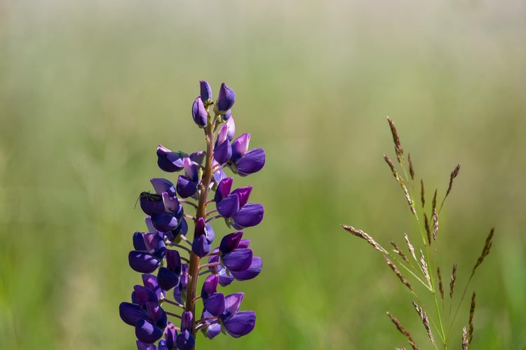 Lupin